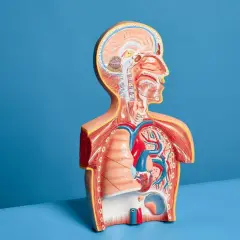 Model anatomiczny przedstawiający przekrój klatki piersiowej i głowy, z widocznym sercem, płucami i mózgiem.