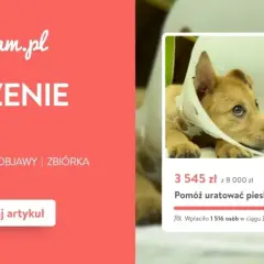 Chory piesek w kołnierzu potrzebuje pomocy. Dowiedz się, ile kosztuje badanie psa i jak możesz pomóc.