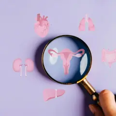 Powiększona lupa ukazuje narządy rodne, sugerując diagnostykę pcos usg. Wokół serce, płuca, nerki, wątroba i jelita.