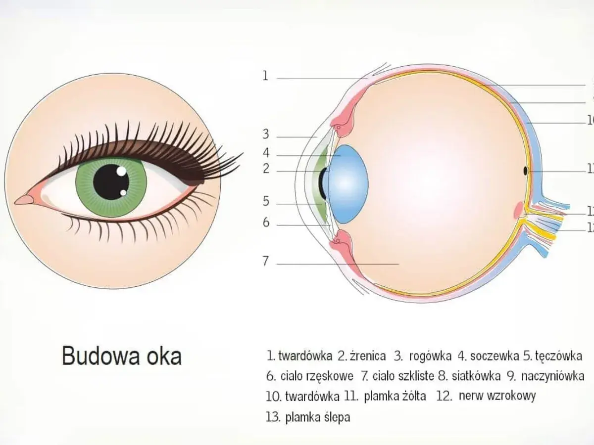 Anatomia oka i wzrok - jak widzimy i jak chronić oczy?