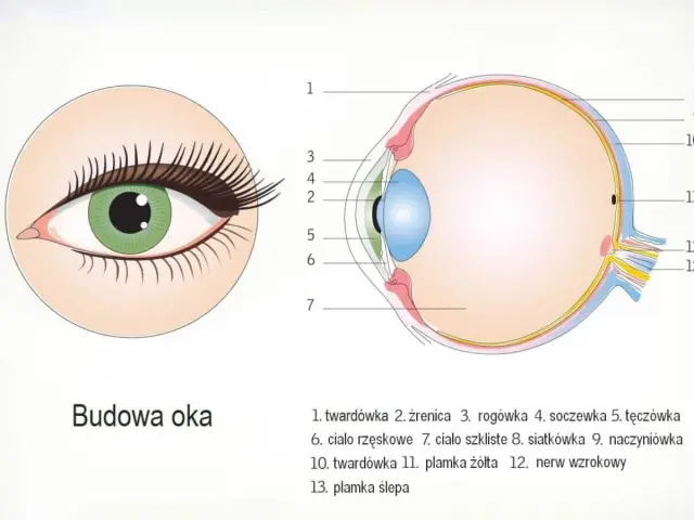 Anatomia oka i wzrok - jak widzimy i jak chronić oczy?